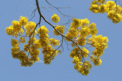 Roseodendron donnell-smithii